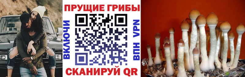 Псилоцибиновые грибы Magic Shrooms Моздок