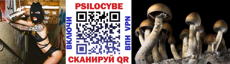 blacksprut ТОР  Моздок  Псилоцибиновые грибы прущие грибы 